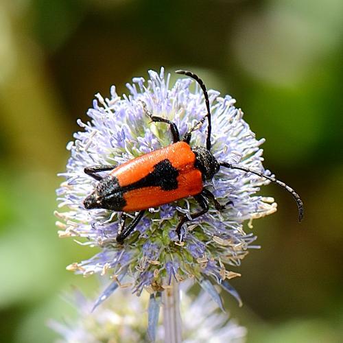 Réf. 262 619 : Stictoleptura cordigera